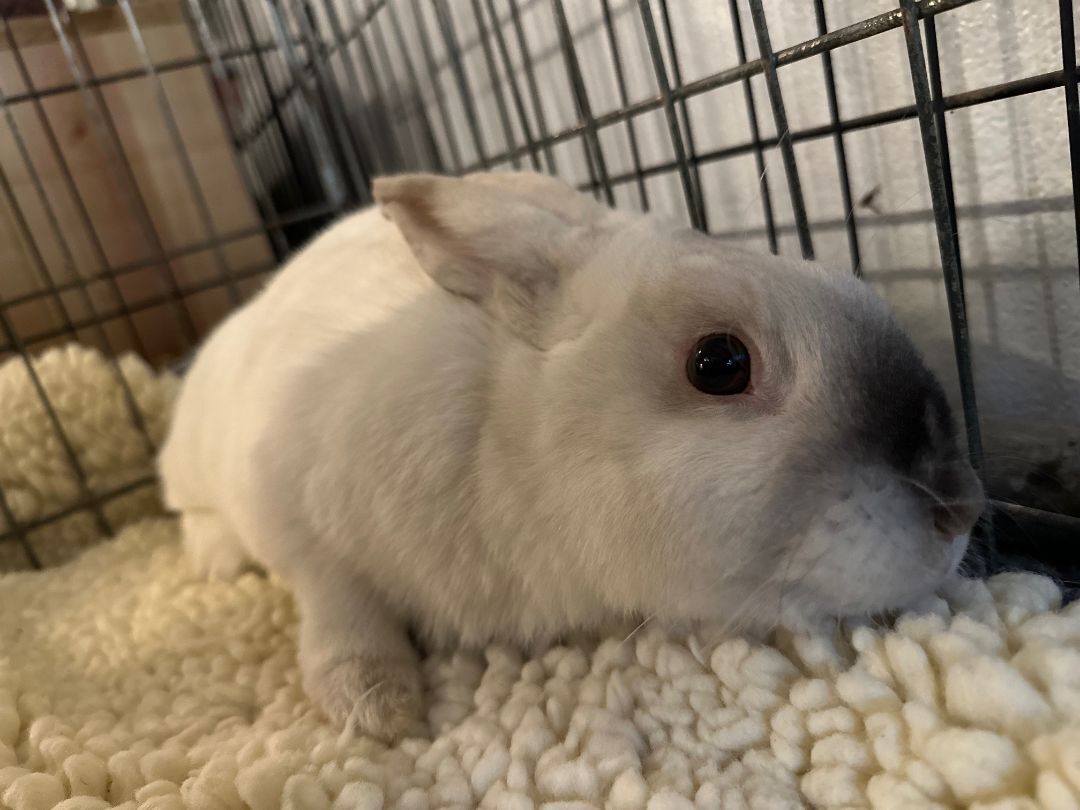 Enlarge Basil (EC+ bunny), a Adoptable Californian in Carnation, WA image 3/6