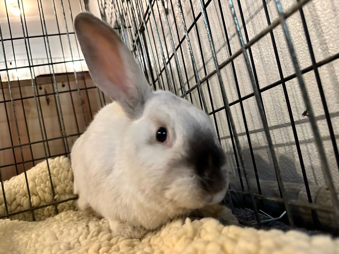 Enlarge Basil (EC+ bunny), a Adoptable Californian in Carnation, WA image 4/6