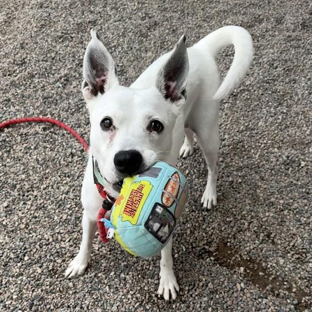 RUTH, Adoptable, Adult Female Australian Cattle Dog / Blue Heeler & Australian Kelpie.