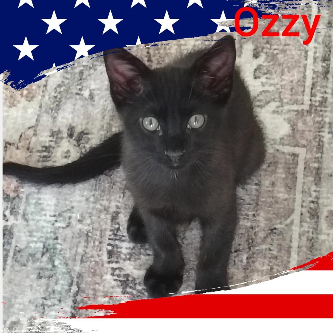 Ozzy, ADOPTABLE, Kitten Male Domestic Short Hair.