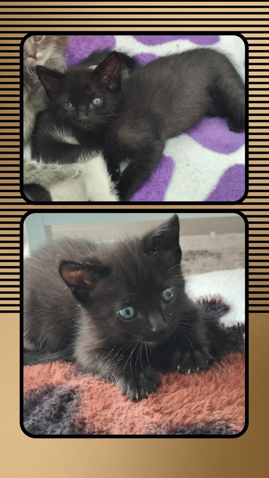 Enlarge Ozzy, a ADOPTABLE Domestic Short Hair in Terrell, TX image 2/2