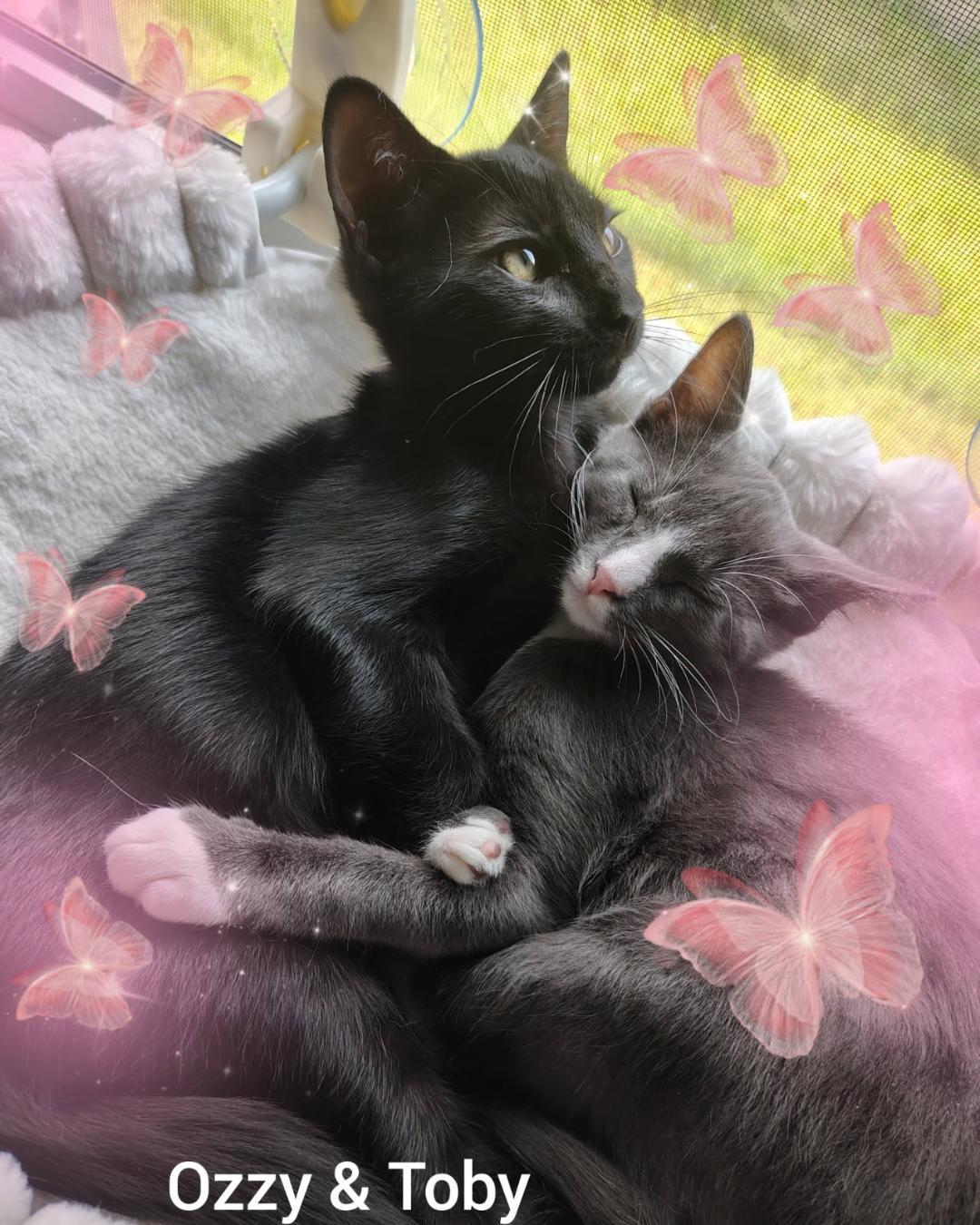 Ozzy, a ADOPTABLE Domestic Short Hair in Terrell, TX image 2/3