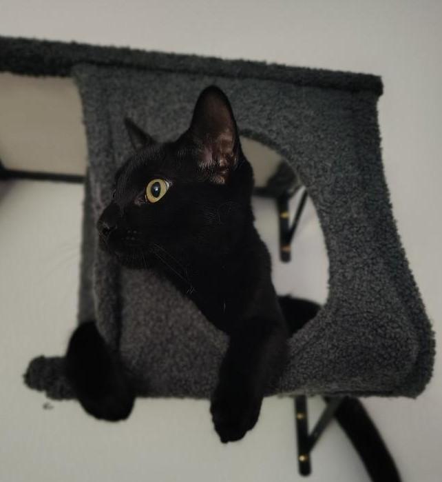 Ozzy, a ADOPTABLE Domestic Short Hair in Terrell, TX image 2/5