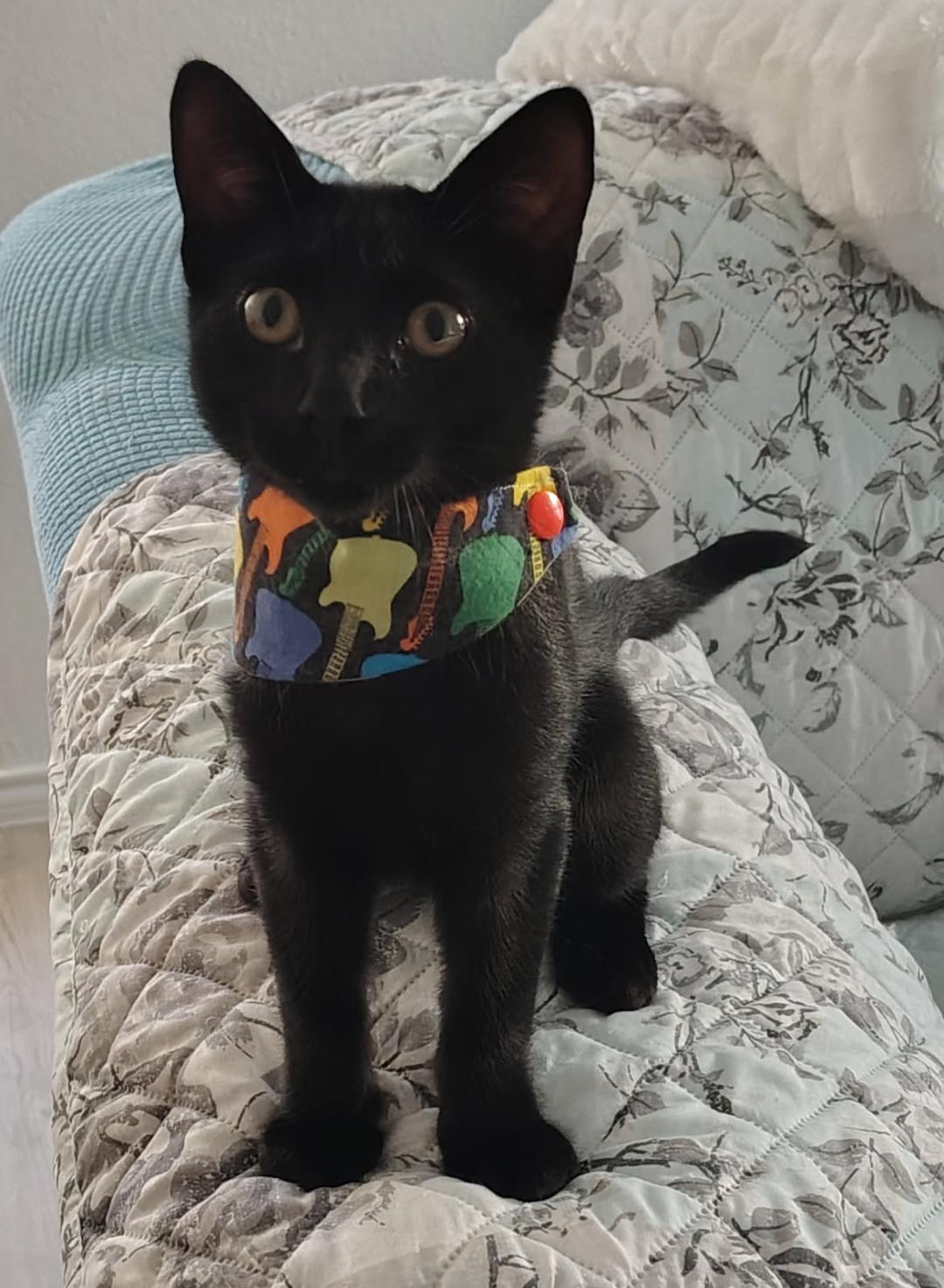 Ozzy, a ADOPTABLE Domestic Short Hair in Terrell, TX image 1/5
