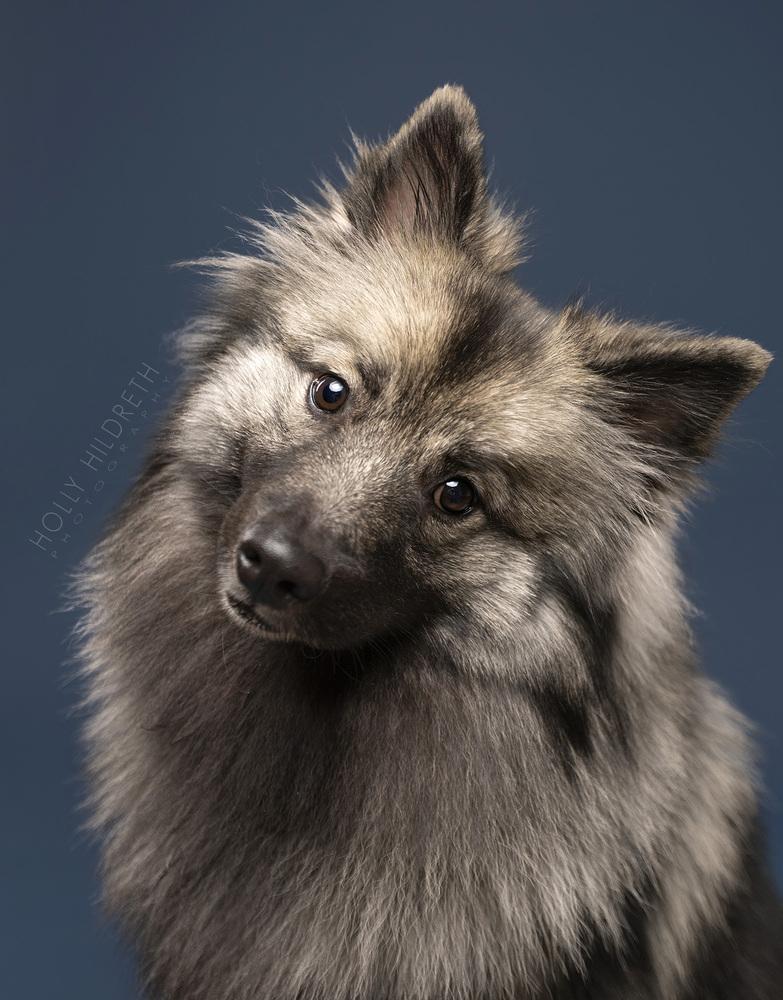 Bug, a Adoptable Keeshond in New Albany, OH image 3/5