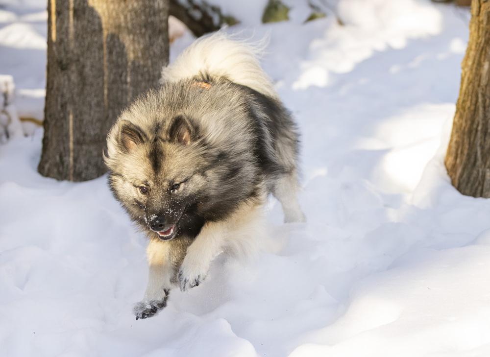 Bug, a Adoptable Keeshond in New Albany, OH image 4/5