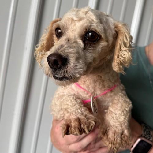 Dog for adoption - Slicky Ricky, a Miniature Poodle in Jamaica Plain ...