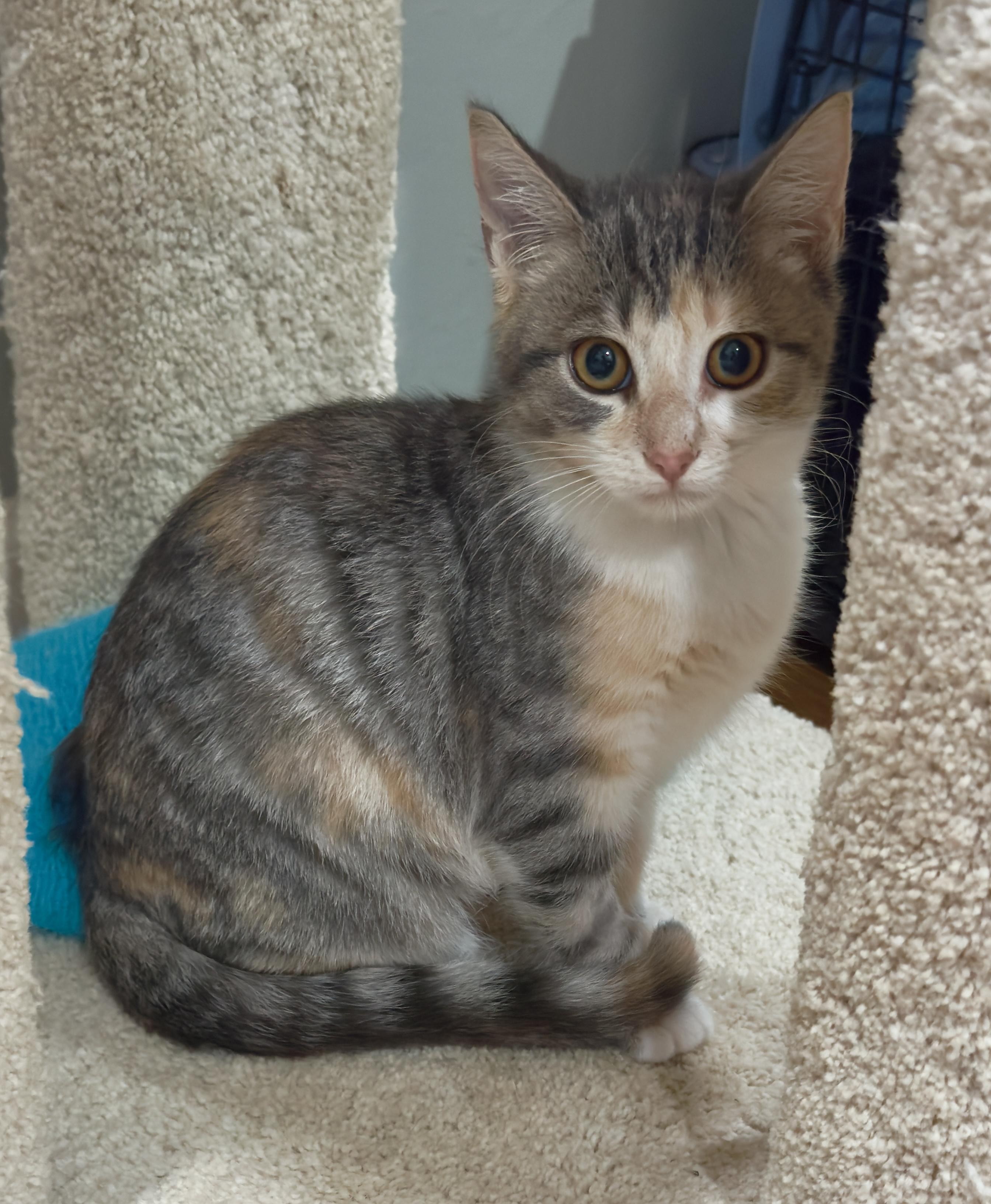 Buttercup, adopted, Kitten Female Domestic Short Hair.