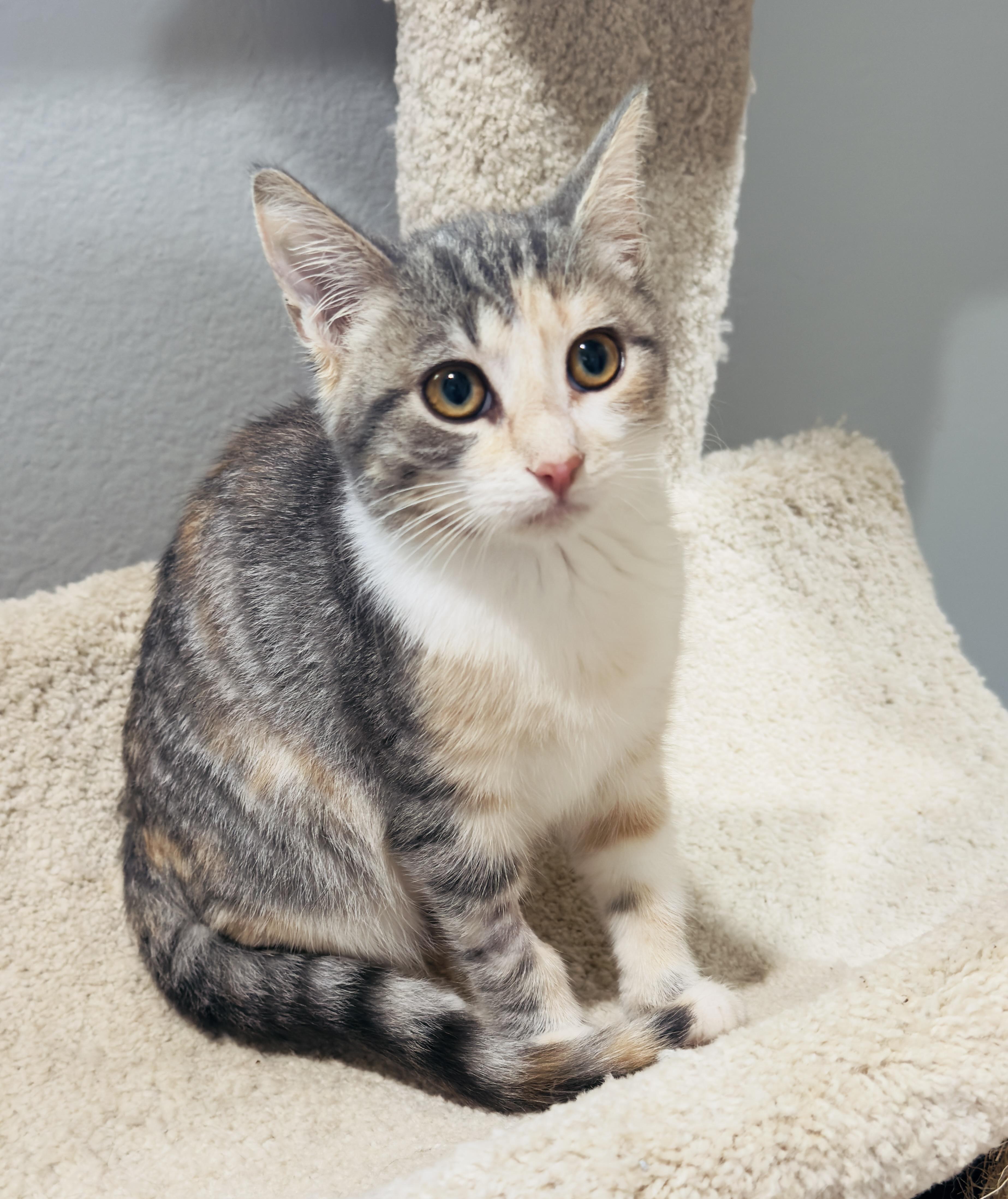 Enlarge Buttercup, an adopted Domestic Short Hair in Irvine, CA image 2/3
