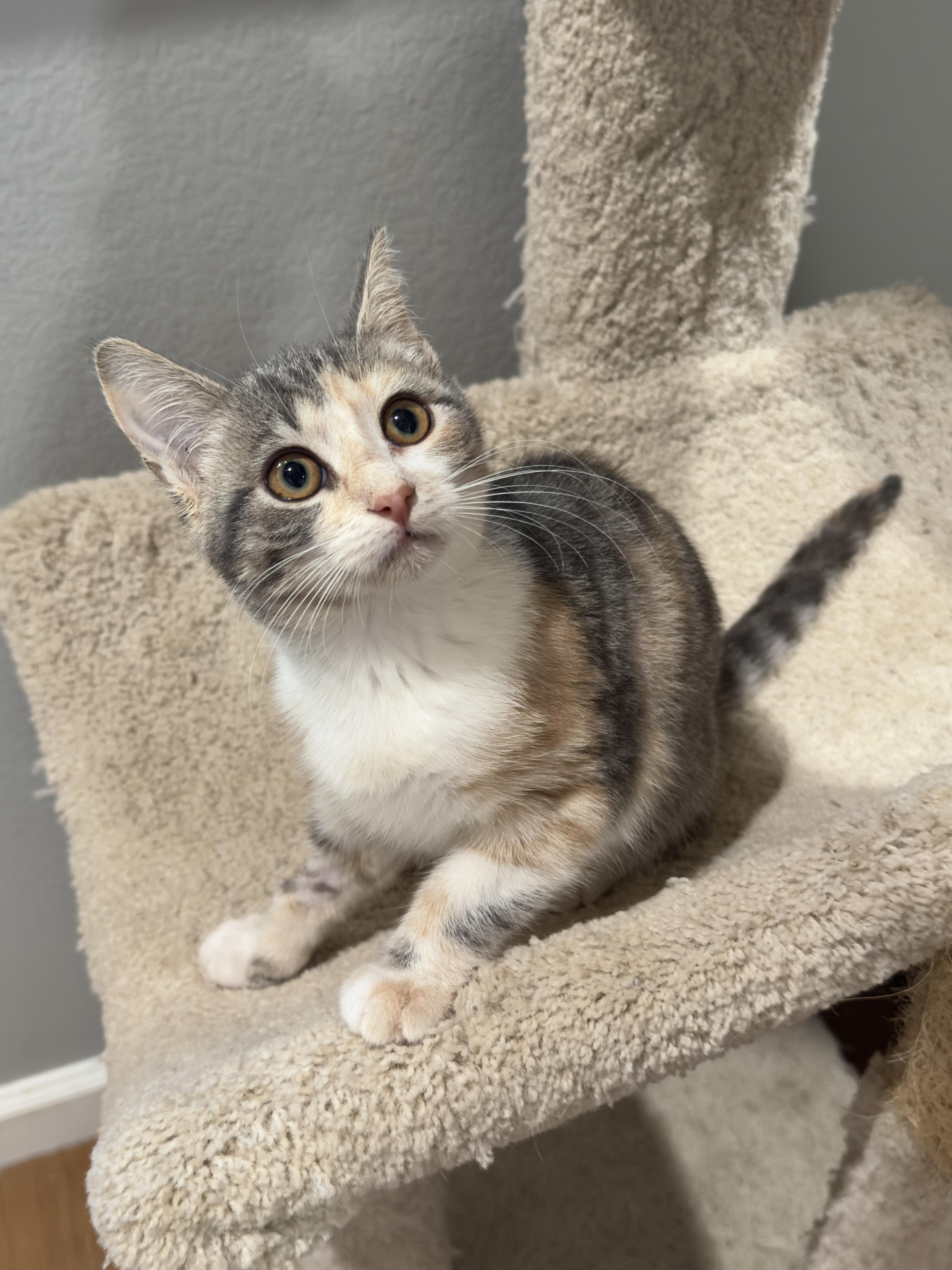 Enlarge Buttercup, an adopted Domestic Short Hair in Irvine, CA image 3/3