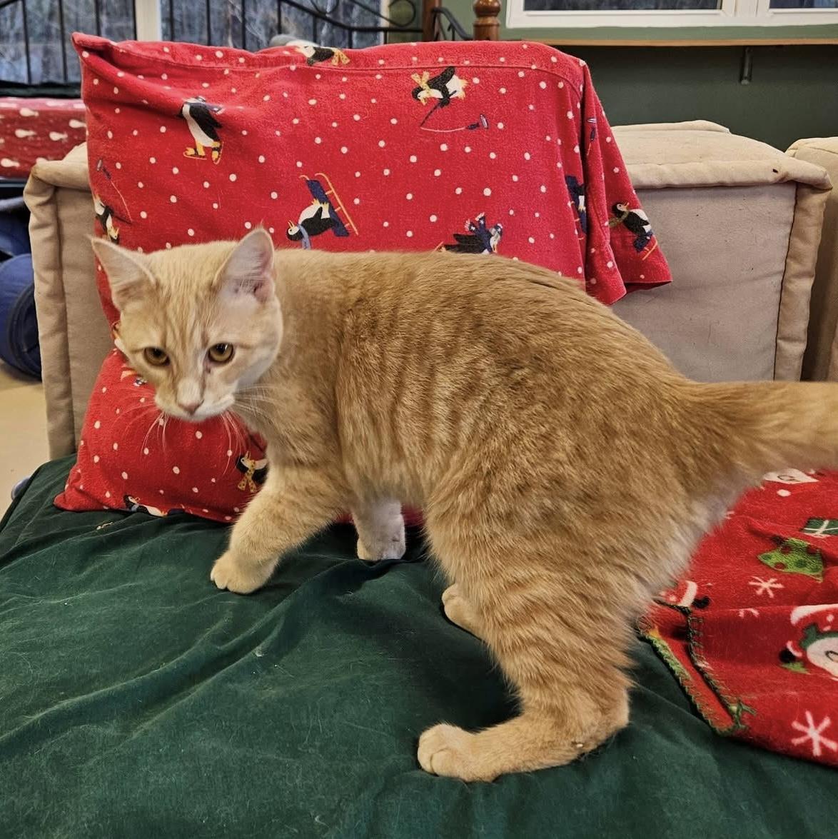 Trix, Adoptable, Young Male Domestic Short Hair.