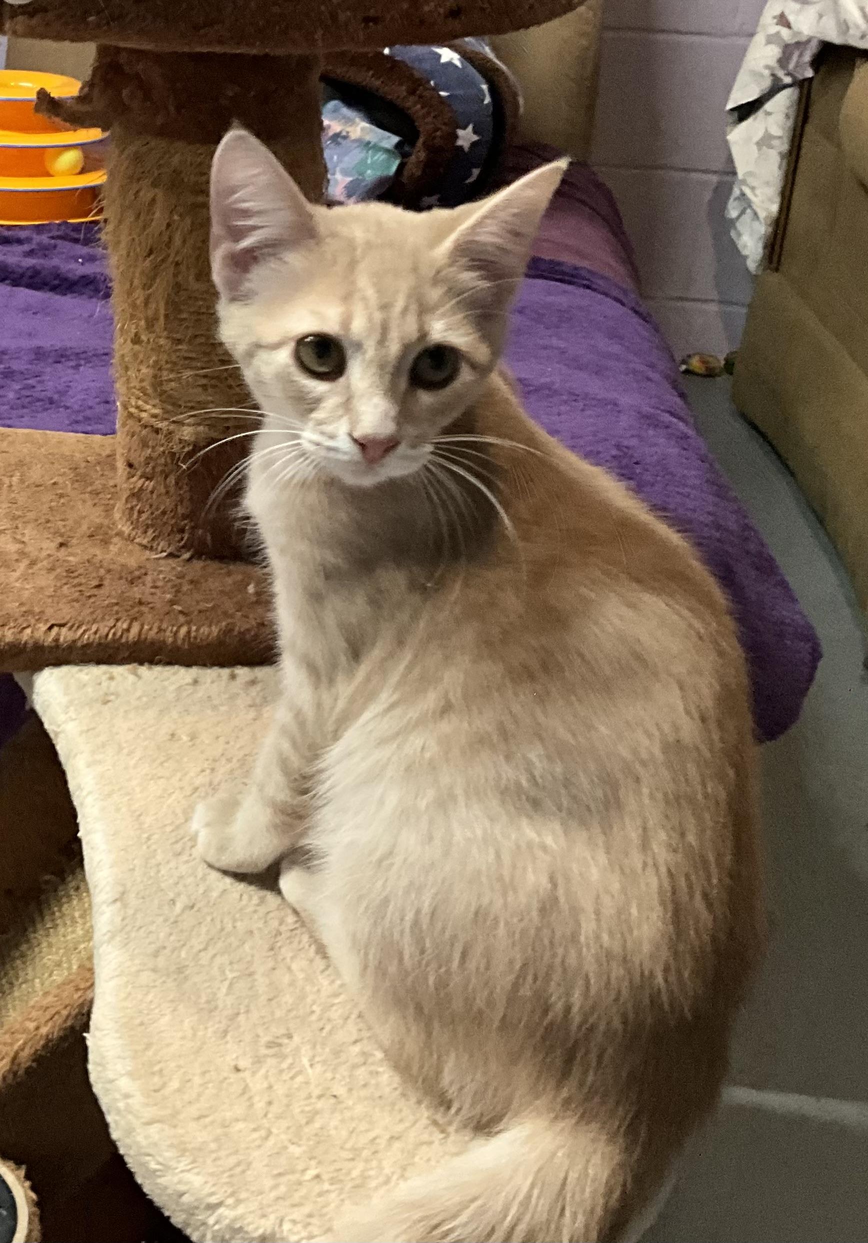 Trix, a Adoptable Domestic Short Hair in Avonmore, PA image 2/2