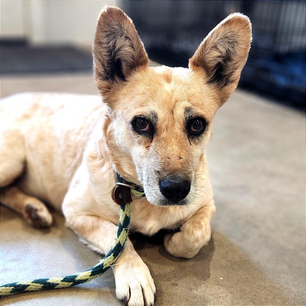 Enlarge Brie, a Adoptable Mixed Breed in Prescott, AZ image 1/6