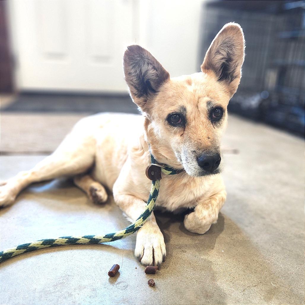 Enlarge Brie, a Adoptable Mixed Breed in Prescott, AZ image 2/6