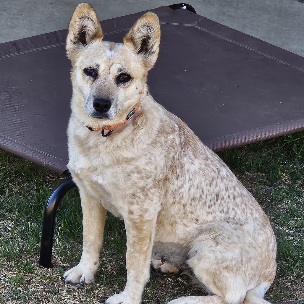 Enlarge Brie, a Adoptable Mixed Breed in Prescott, AZ image 3/6