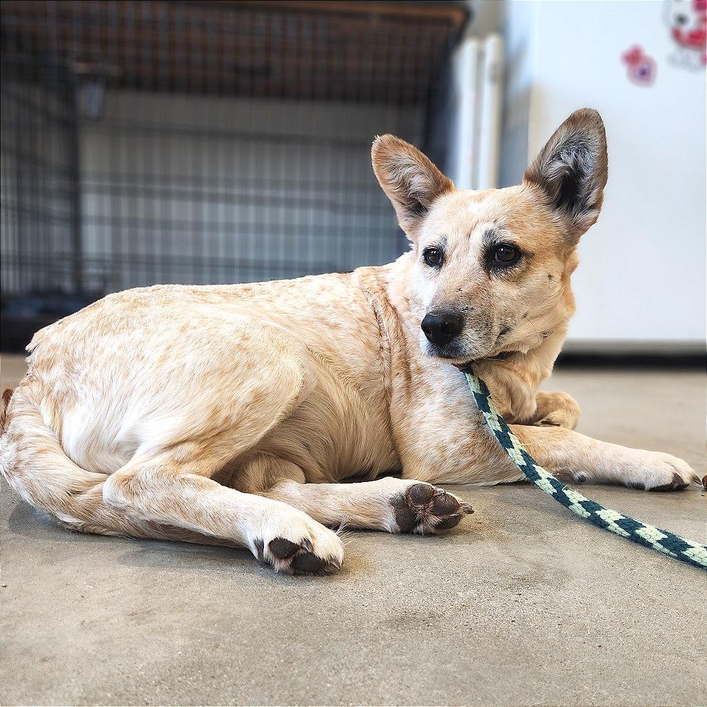 Enlarge Brie, a Adoptable Mixed Breed in Prescott, AZ image 4/6