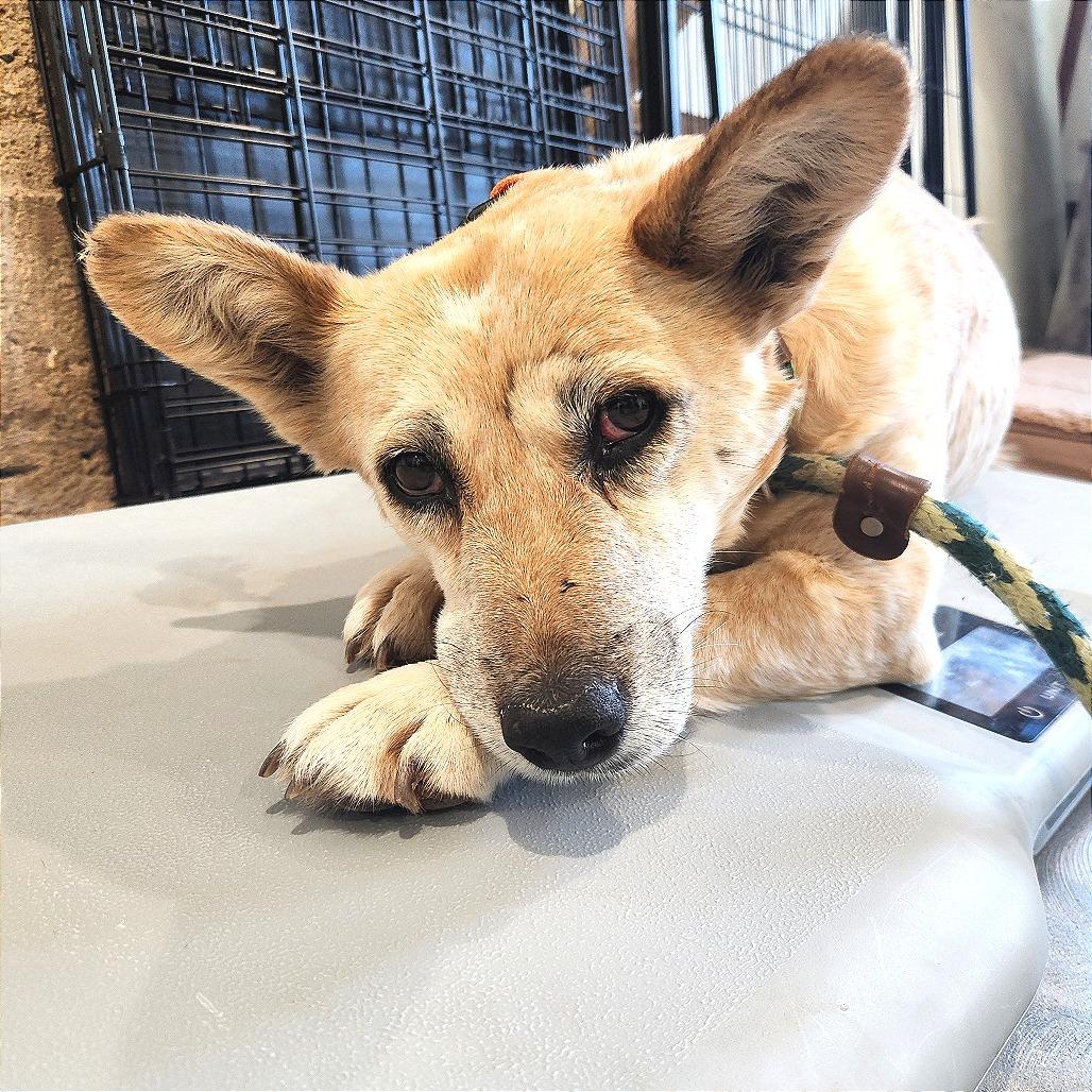 Enlarge Brie, a Adoptable Mixed Breed in Prescott, AZ image 5/6