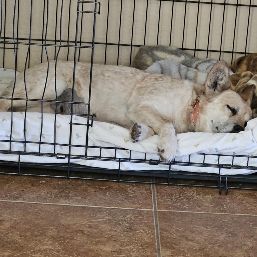 Enlarge Brie, a Adoptable Mixed Breed in Prescott, AZ image 6/6