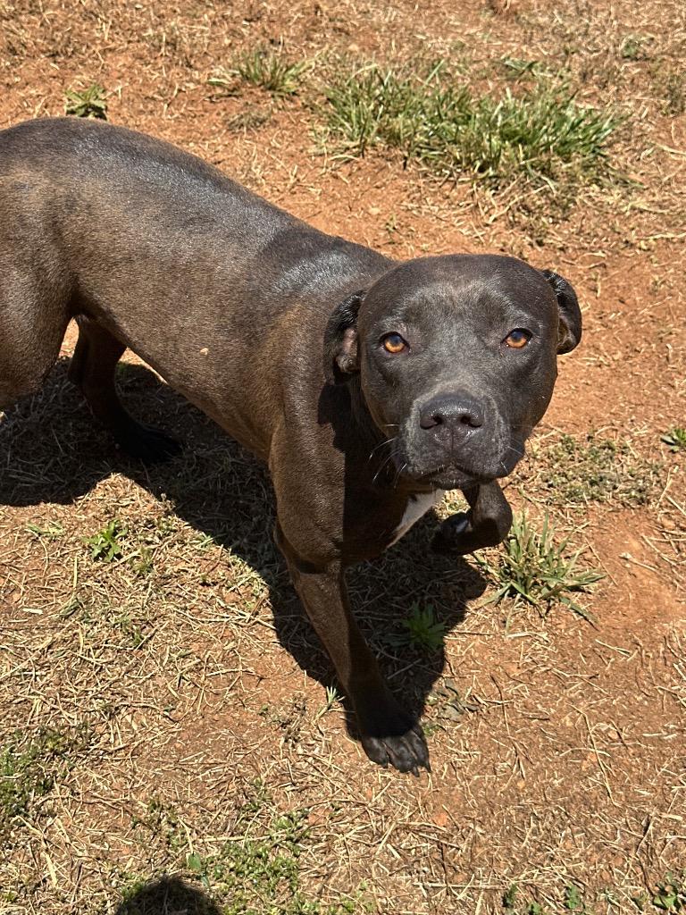 Layla Ann, Adoptable, Young Female Mixed Breed.