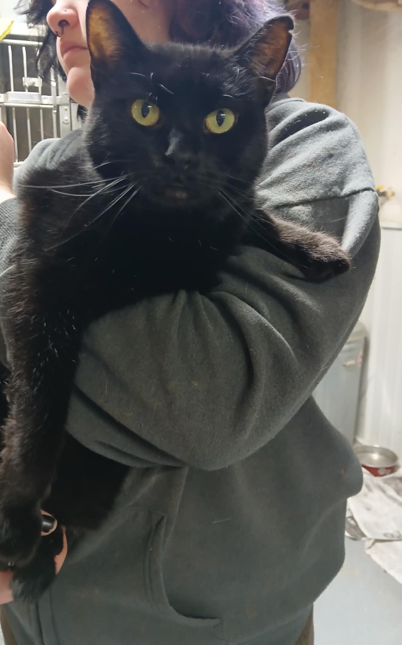 Enlarge Onyx, a Adoptable Domestic Short Hair in Princeton, IN image 1/1