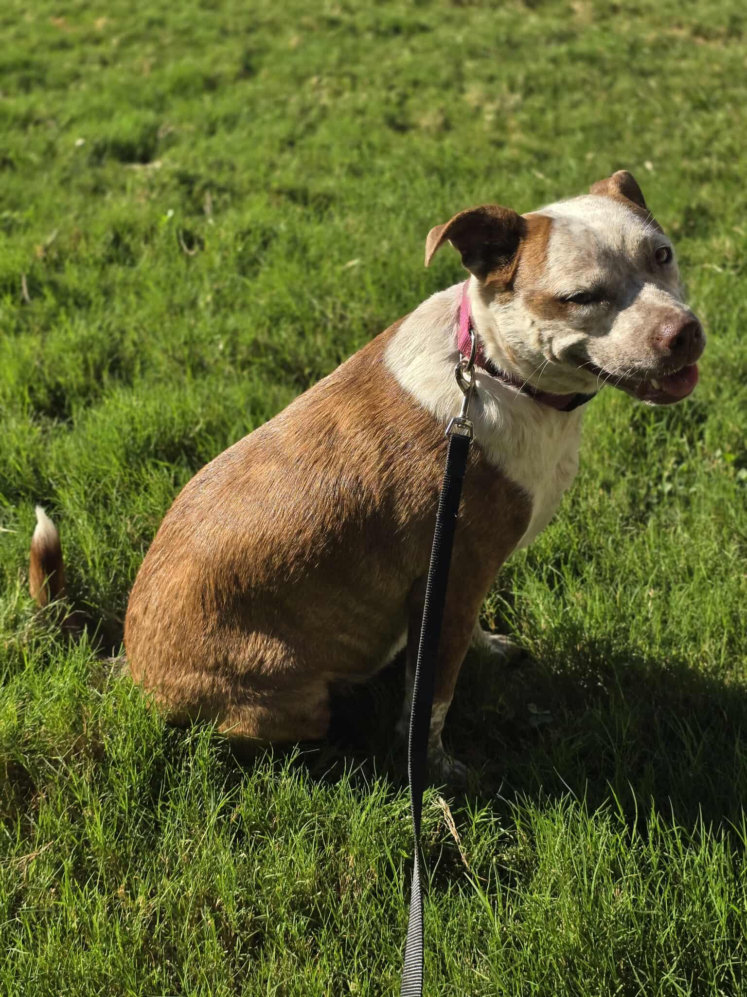 Cinnamon, an adoptable Australian Cattle Dog / Blue Heeler in Sagle, ID, 83860 | Photo Image 1
