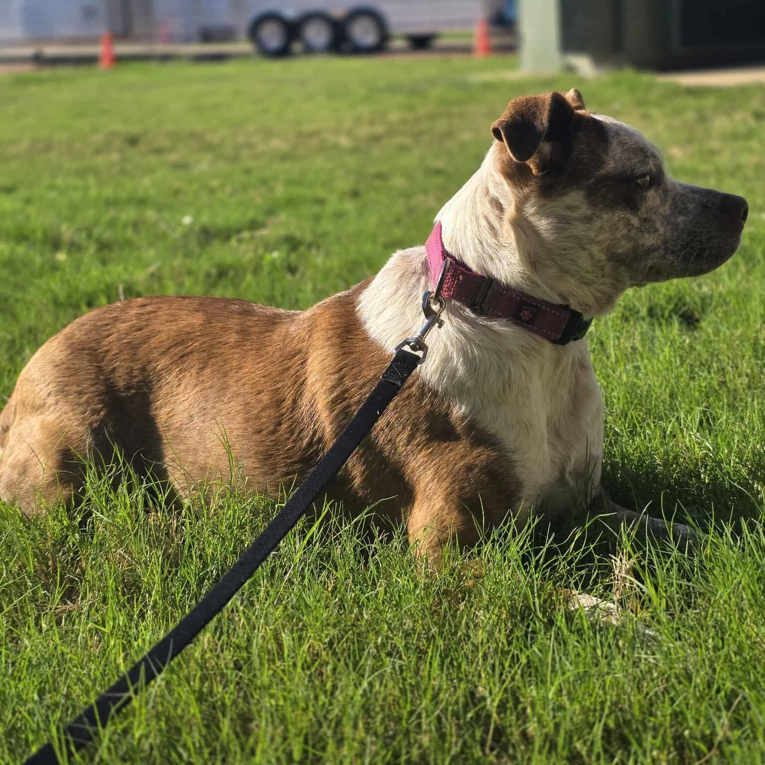 Cinnamon, an adoptable Australian Cattle Dog / Blue Heeler in Sagle, ID, 83860 | Photo Image 2