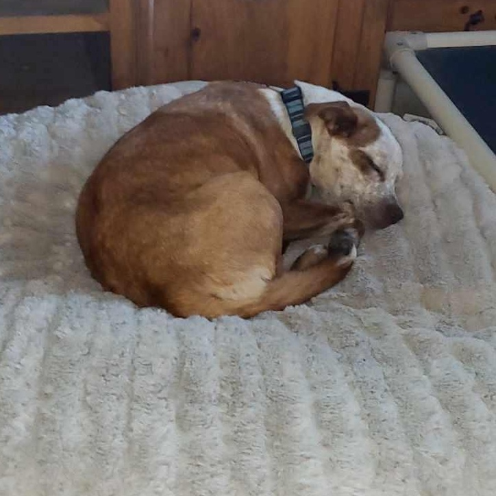 Cinnamon, an adoptable Australian Cattle Dog / Blue Heeler in Sagle, ID, 83860 | Photo Image 2