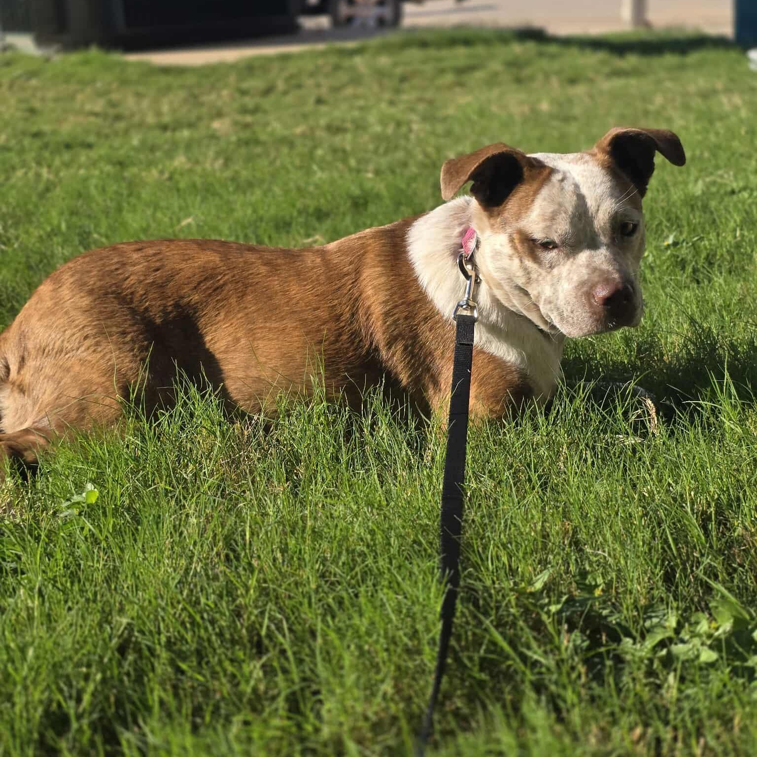 Cinnamon — thumbnail 3