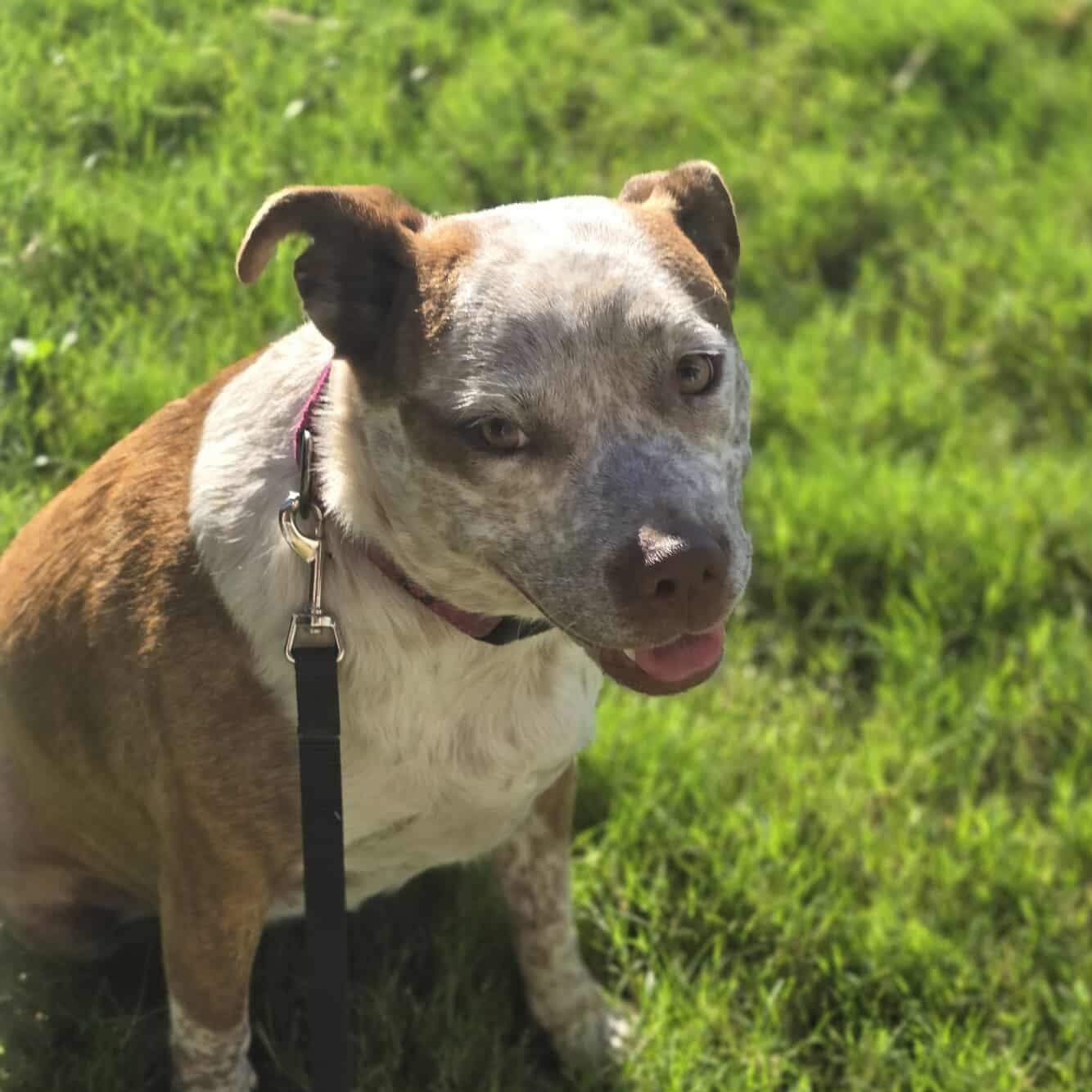 Cinnamon, an adoptable Australian Cattle Dog / Blue Heeler in Sagle, ID, 83860 | Photo Image 6