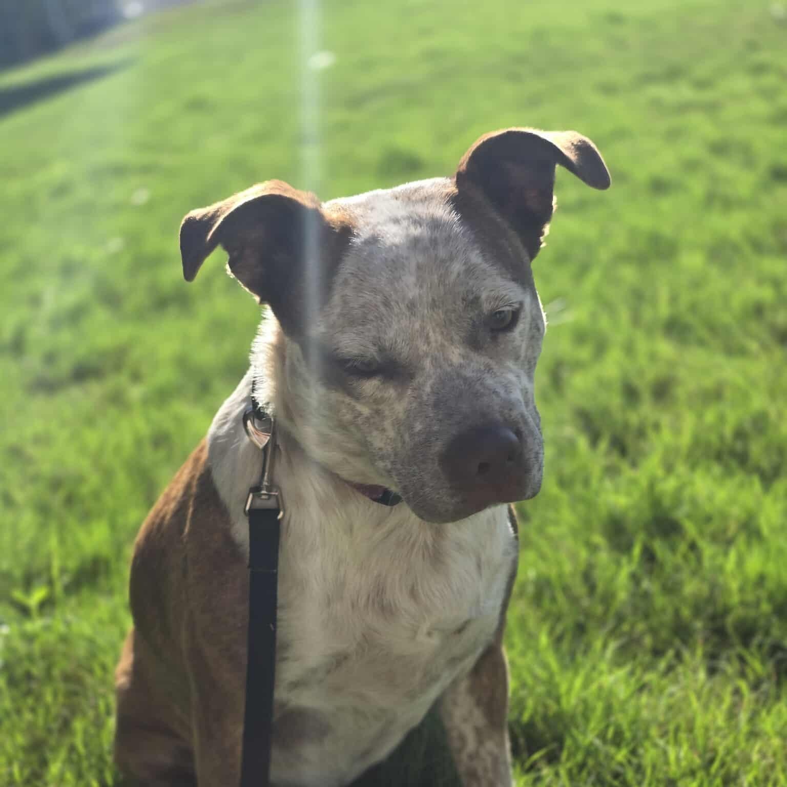 Cinnamon, an adoptable Australian Cattle Dog / Blue Heeler in Sagle, ID, 83860 | Photo Image 5