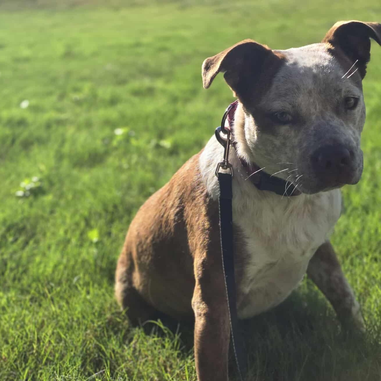 Cinnamon, an adoptable Australian Cattle Dog / Blue Heeler in Sagle, ID, 83860 | Photo Image 4