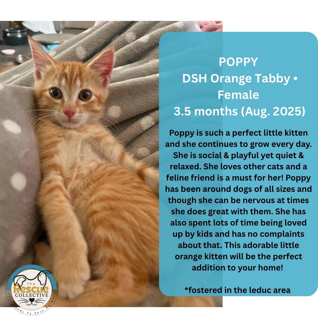 Poppy, an adoptable Domestic Short Hair in Clive, AB, T0C 0Y0 | Photo Image 1