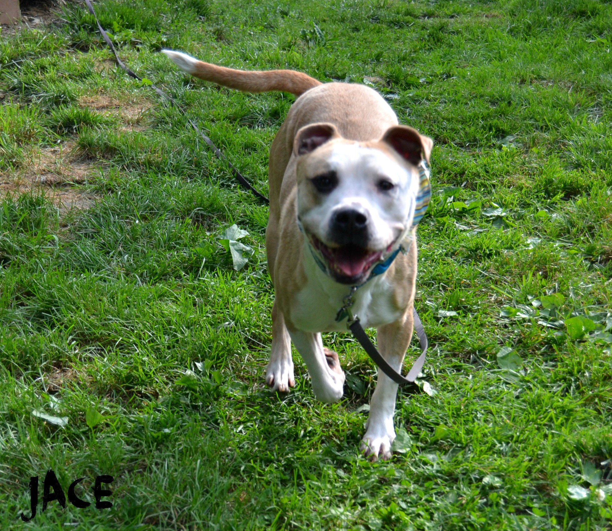 Jace, a Adoptable mixed breed in Covington, KY image 2/10