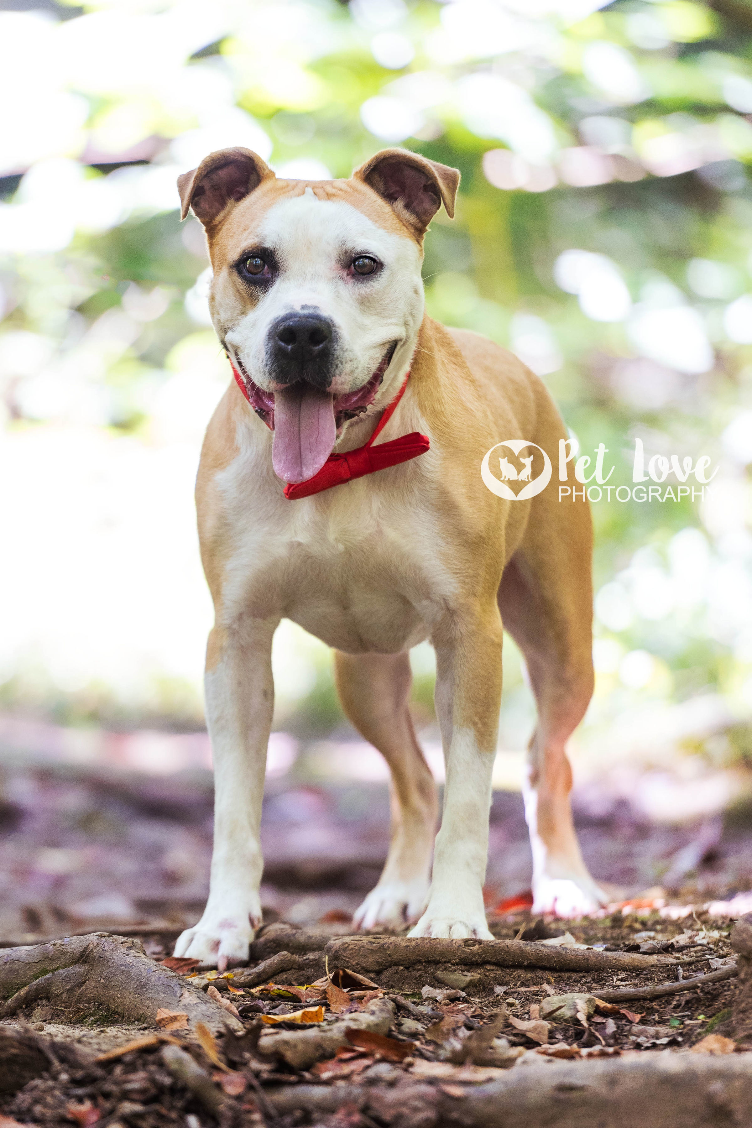 Jace, a Adoptable mixed breed in Covington, KY image 3/10