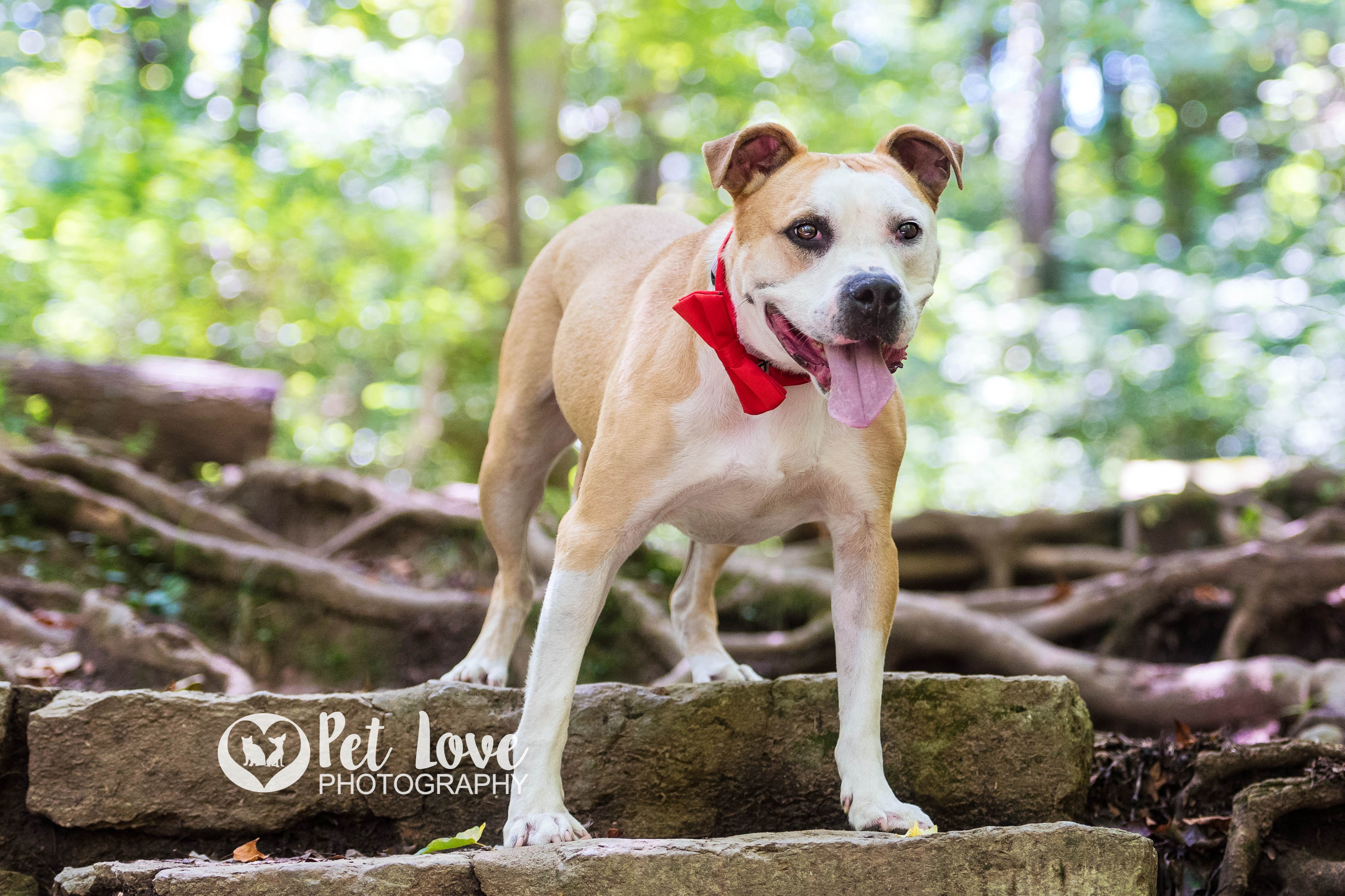 Jace, a Adoptable mixed breed in Covington, KY image 5/10