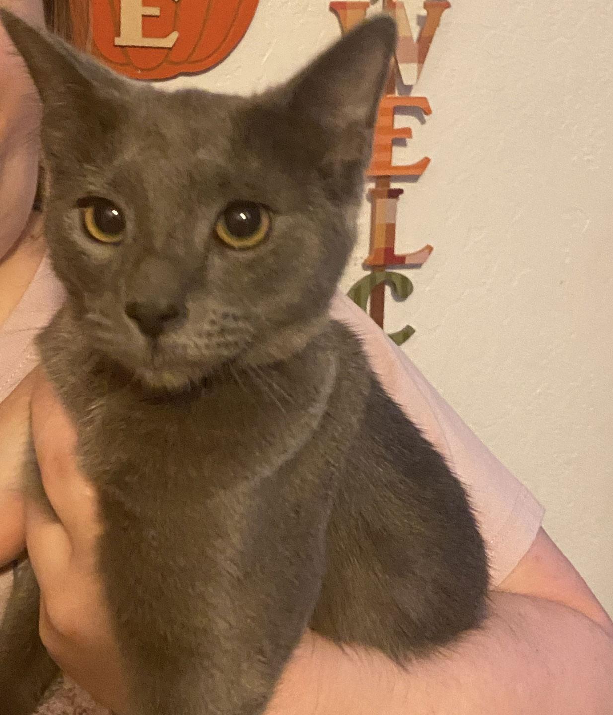 Enlarge Cecelia, a Adoptable Domestic Short Hair in Visalia, CA image 1/1