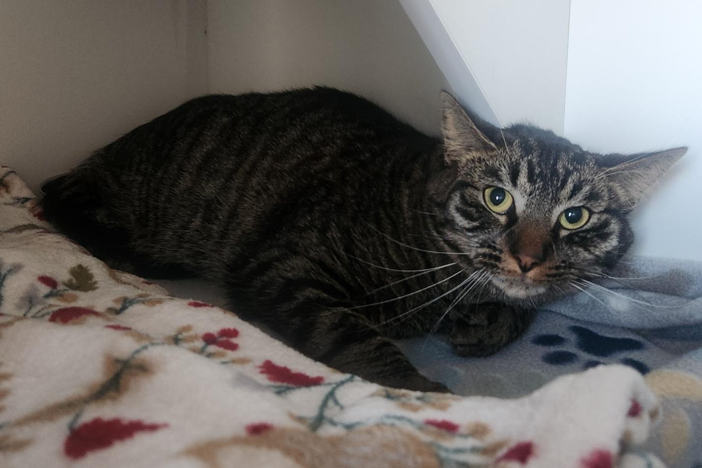 Enlarge Kelly, an adopted Domestic Short Hair in Mason City, IA image 1/1