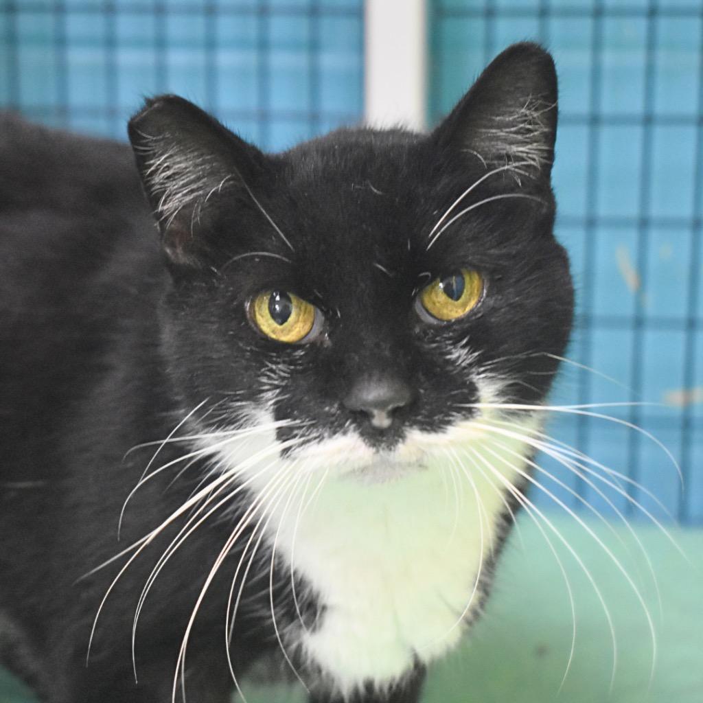 Enlarge Cindy Lou, a Adoptable mixed breed in Saint Petersburg, FL image 1/1