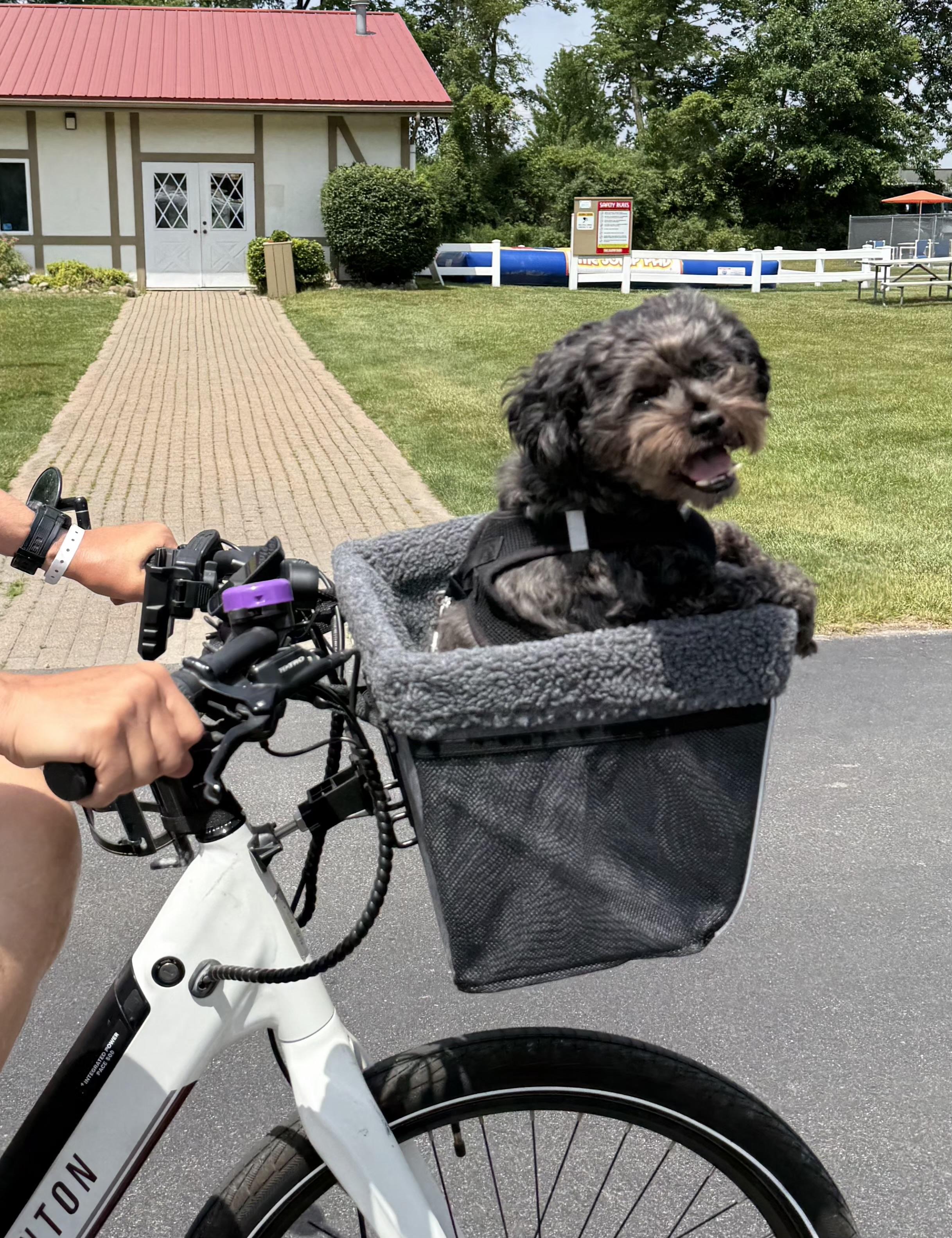 Chewy, ADOPTABLE, Adult Male Shih Tzu.