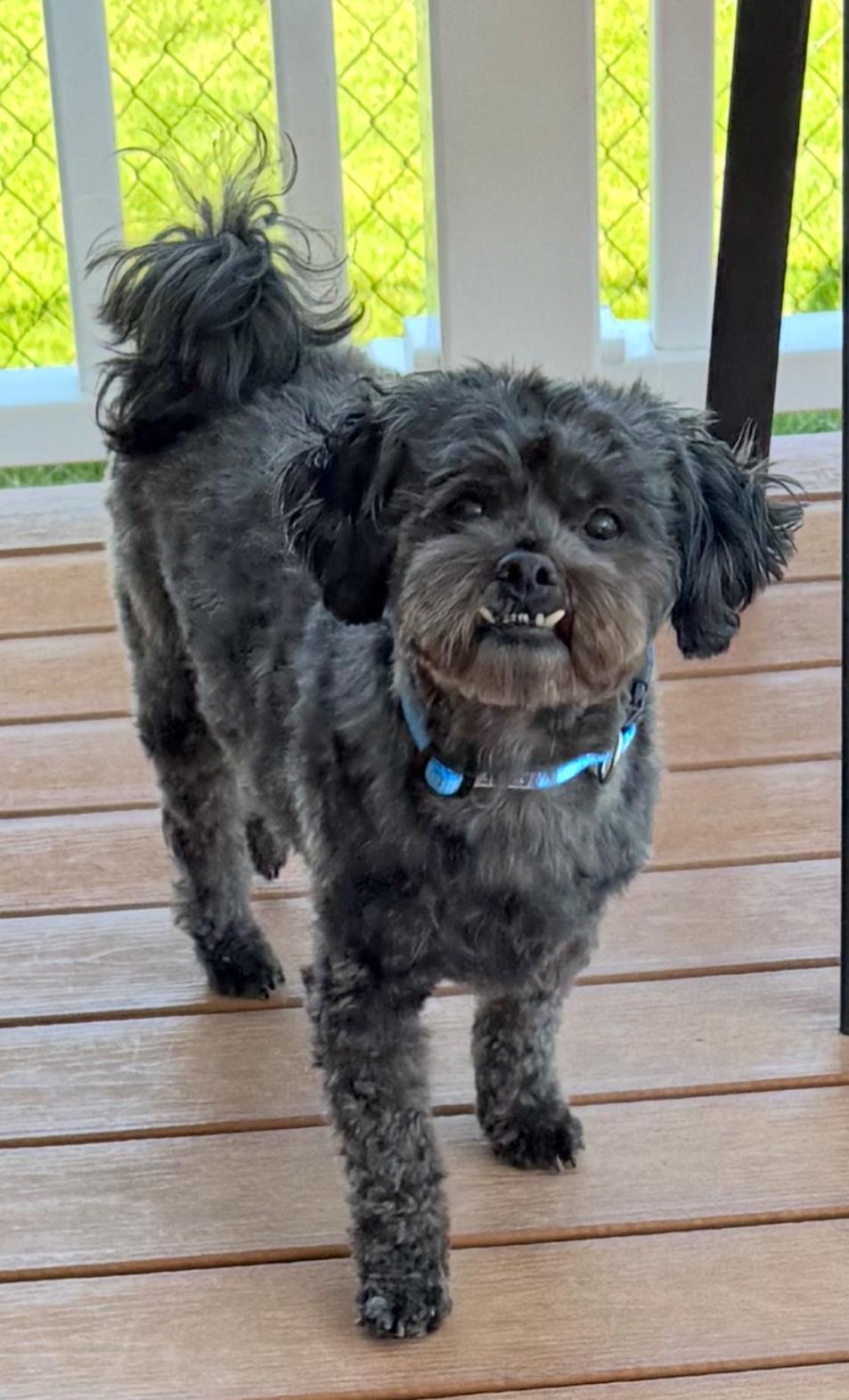 Chewy, a ADOPTABLE Shih Tzu in Maumee, OH image 3/3