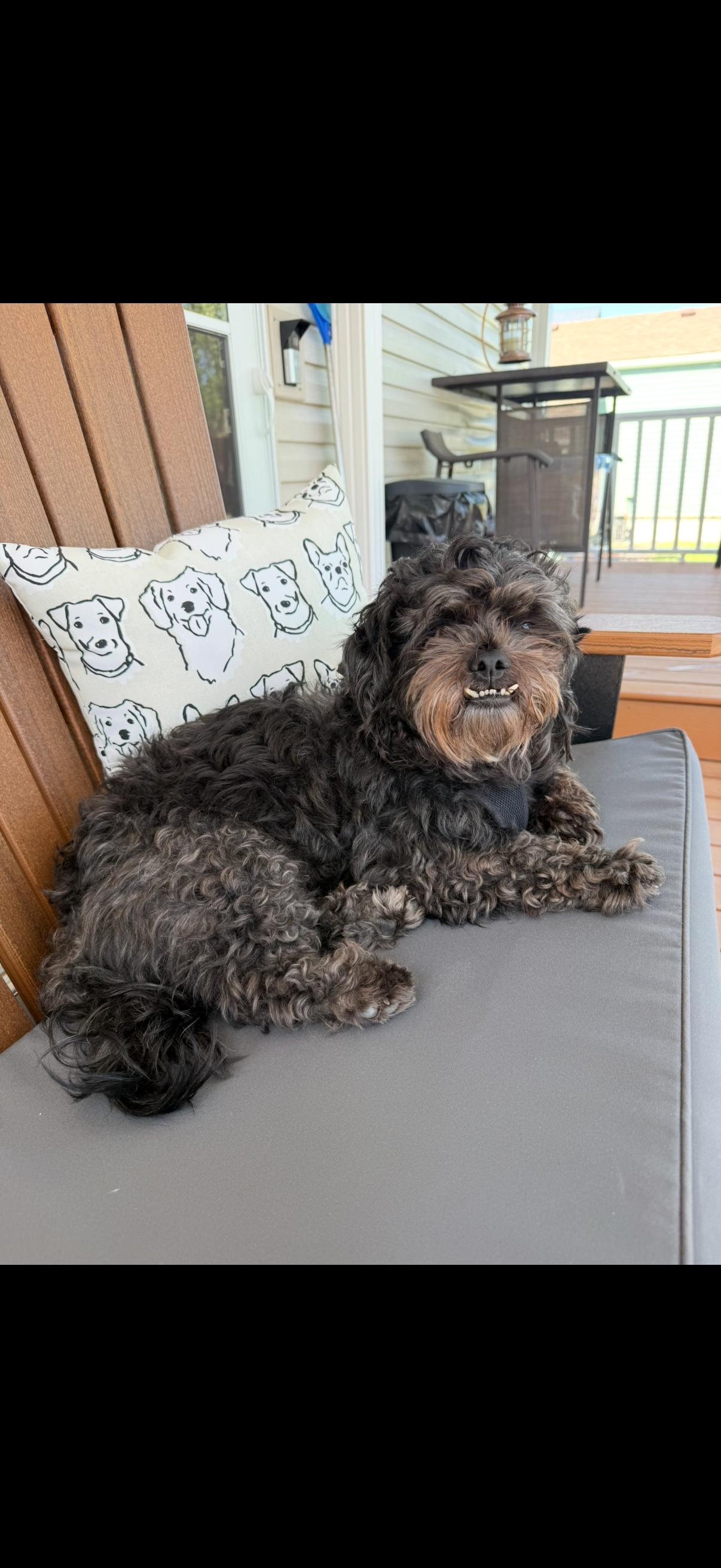 Chewy, a ADOPTABLE Shih Tzu in Maumee, OH image 2/3