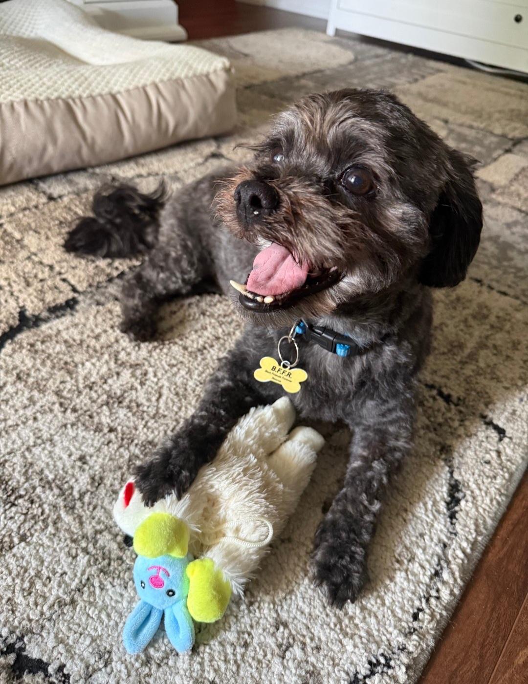 Enlarge Chewy, a ADOPTABLE Shih Tzu in Maumee, OH image 4/4
