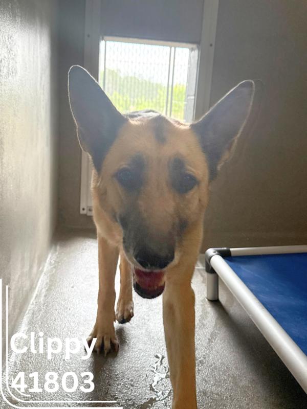 Clippy & Clipper, an adoptable German Shepherd Dog Mix in Bainbridge, GA_image-1