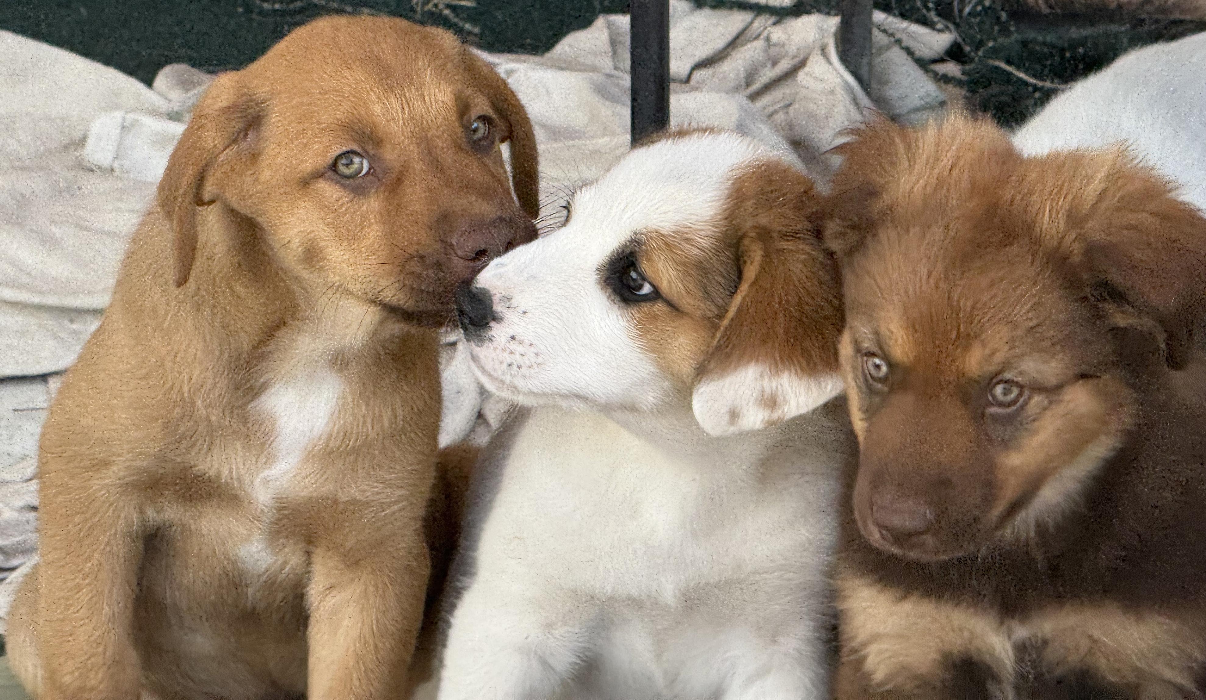 Rosie's Puppers photo 4