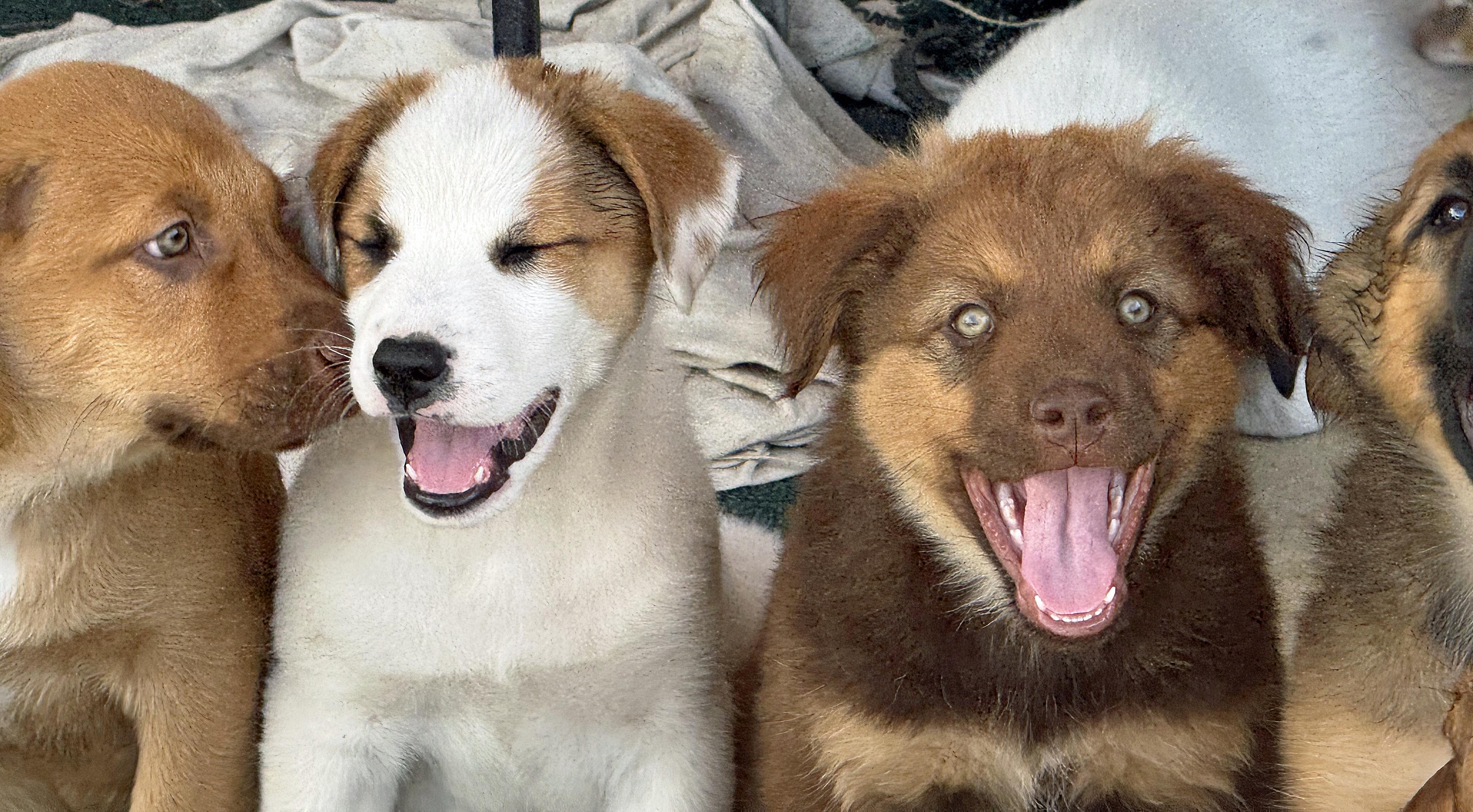 Rosie's Puppers photo 6