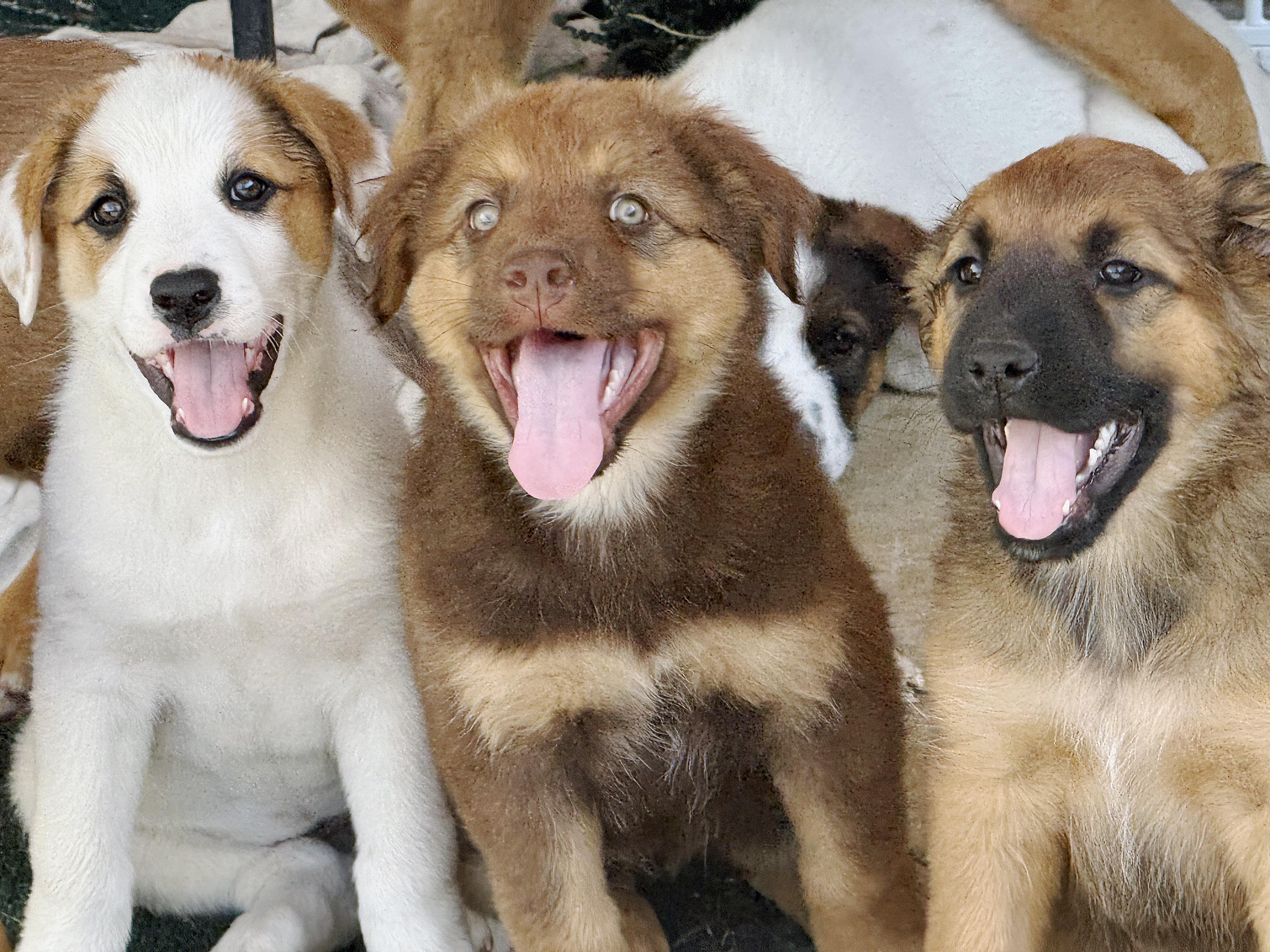 Rosie's Puppers