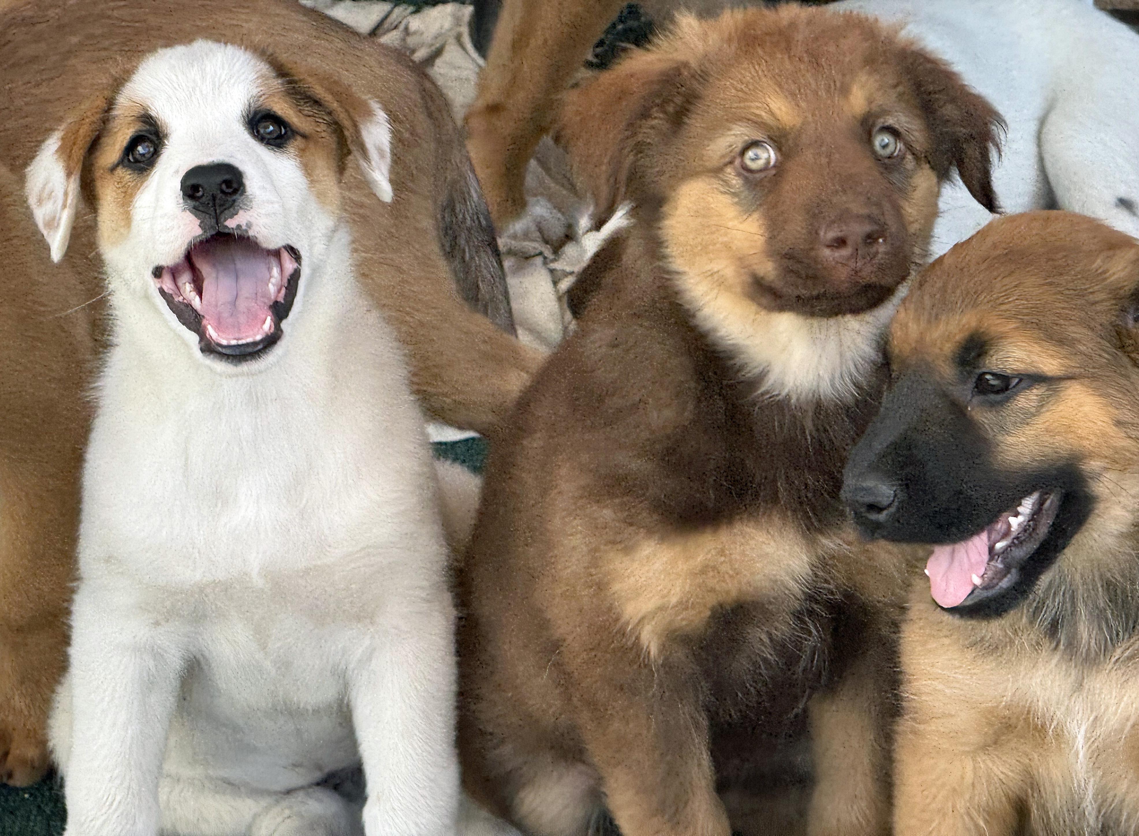 Rosie's Puppers photo 5
