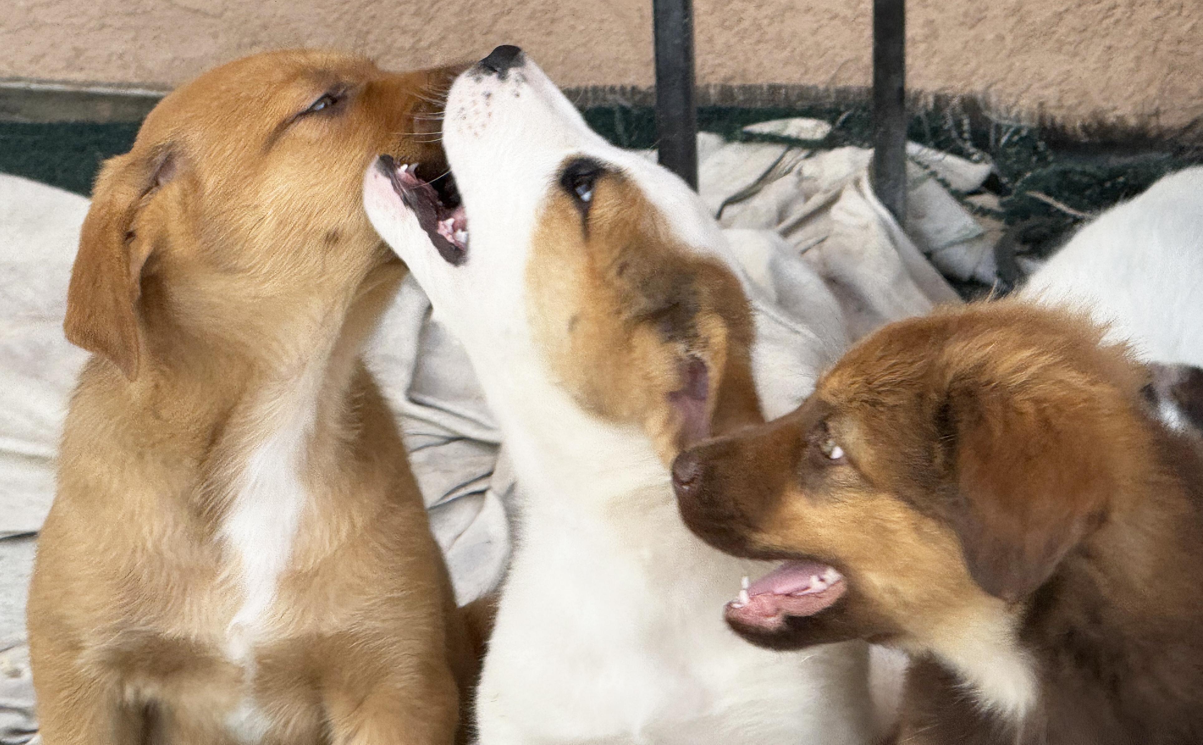 Rosie's Puppers photo 2
