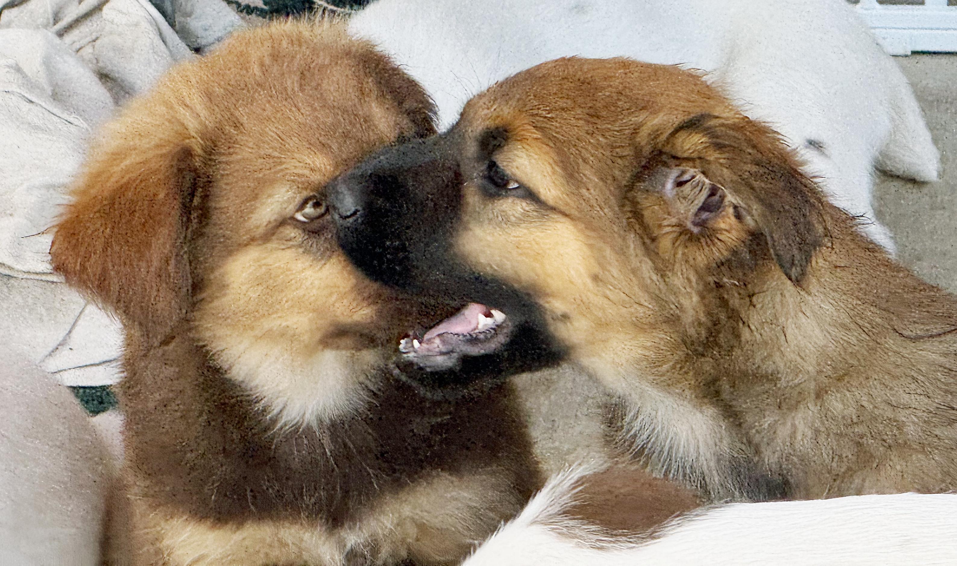 Rosie's Puppers photo 3