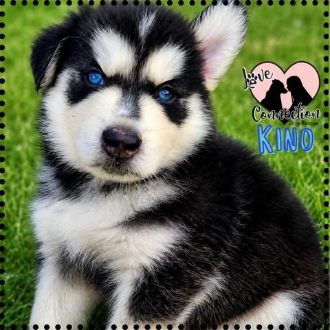 Kino, Adopted, Puppy Male Husky.
